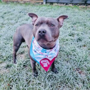 Dog wearing charity bandana around neck