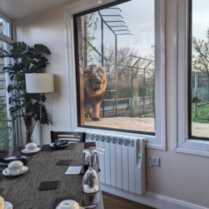 Brain Tumour patient, Laura wins a trip to the Big Cat Sanctuary. They ate lunch with lions right outside the window!