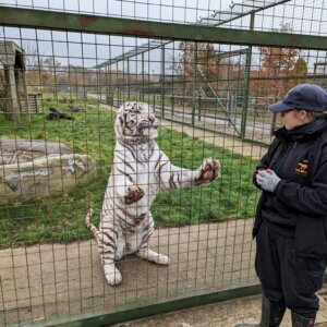 Brain Tumour patient, Laura wins a trip to the Big Cat Sanctuary
