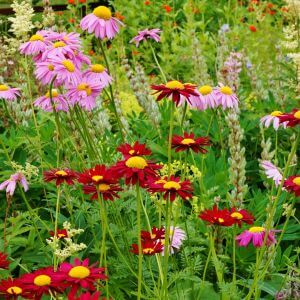 Colourful flowers in a wildlife garden