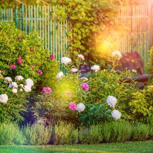Pretty flower border in the sunlight