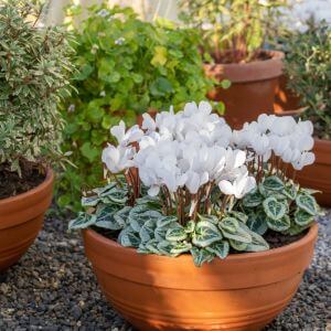 Pretty plants in terracotta pots