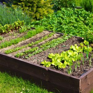 Vegetable garden